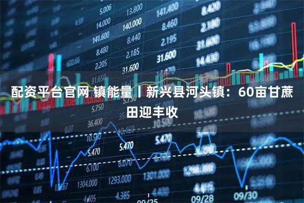 配资平台官网 镇能量丨新兴县河头镇：60亩甘蔗田迎丰收
